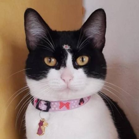 catlavine