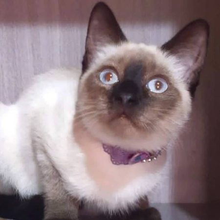 gatilda